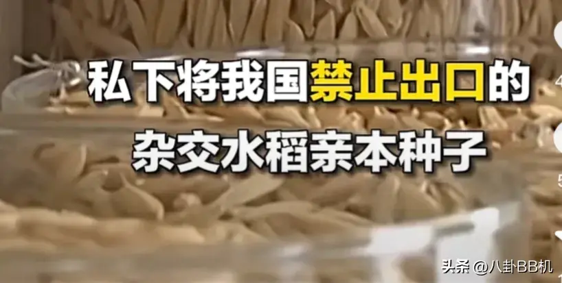 可恶！袁隆平的杂交水稻亲本种子被偷！竟是被偷出来卖给国外情报机构！